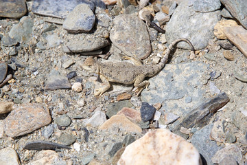 Lizard in Ladakh, India