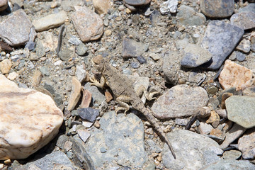 Lizard in Ladakh, India
