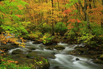 紅葉の奥入瀬渓流
