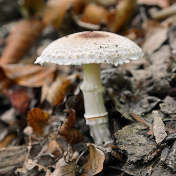 lepiota subgracilis mushroom