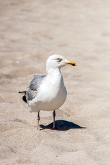 Möwe am Strand