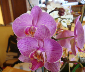 orchidea