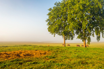 Dutch nature reserve in the fall season