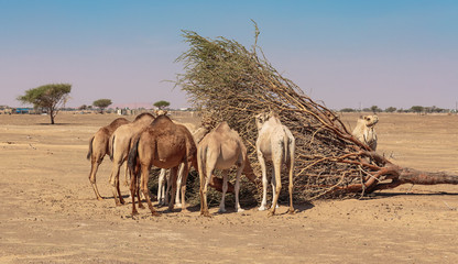 camels in the desert