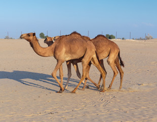 Camels on a farm in Dubai