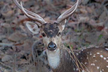 Nice image of Indian deer in Panna national park.