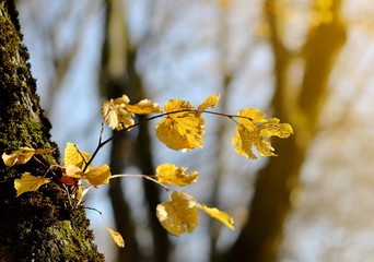 Yellow Leaves Branch Autumn Tree Seasonal Sunlight Fall Season