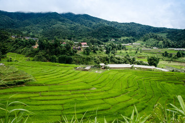 Grass. Fresh green spring grass with dew drops closeup. Soft Focus. Abstract Nature Background