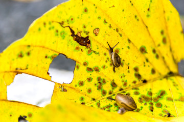Snail on the yellow leaves