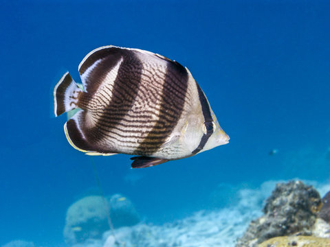  banded butterflyfish,Chaetodon striatus