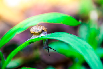 Snail on the green leaves