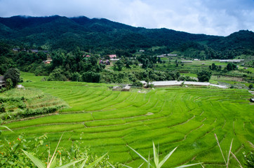 Fototapeta premium Grass. Fresh green spring grass with dew drops closeup. Soft Focus. Abstract Nature Background