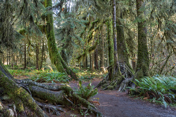 Hoh Rainforest at Olympic national Park, Washington, USA