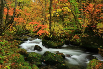 紅葉の奥入瀬渓流