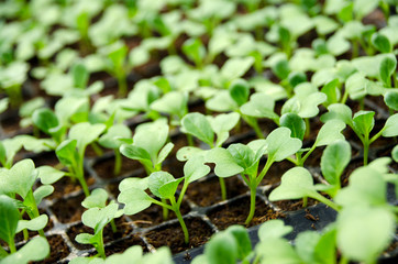 Young seedlings of cucumbers in tray. The vegetable tray in the farm.