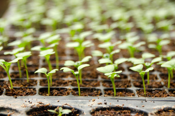 Young seedlings of cucumbers in tray. The vegetable tray in the farm.