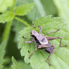 Dark Bush-cricket (Pholidoptera griseoaptera), male, at WWT Welney Centre, Norfolk, England, UK.