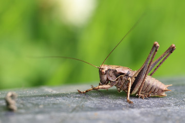 Dark Bush-cricket (Pholidoptera griseoaptera), Welney WWT Reserve, Norfolk, England, UK.