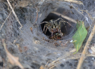 Labyrinth Spider (Agelena labyrinthica) in her funnel-shaped web eating a preyed insect, Welney WWT Reserve, Norfolk, England, UK.