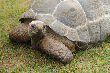 An Interesting Look from a Large Old Tortoise.