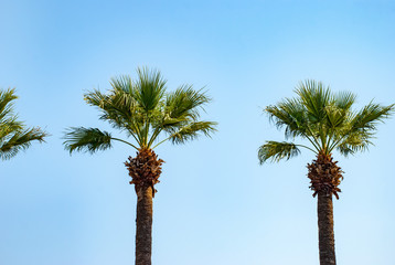 Palm tree in the resort