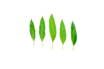 mango leaves isolated on white background.