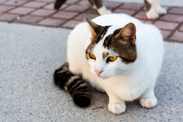 Fototapeta na wymiar the cat. black and white stray cat
