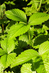 Stems of wild strawberries in the forest. Wild strawberry with green leafs