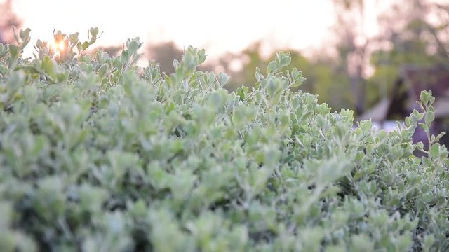 beautiful nature leves