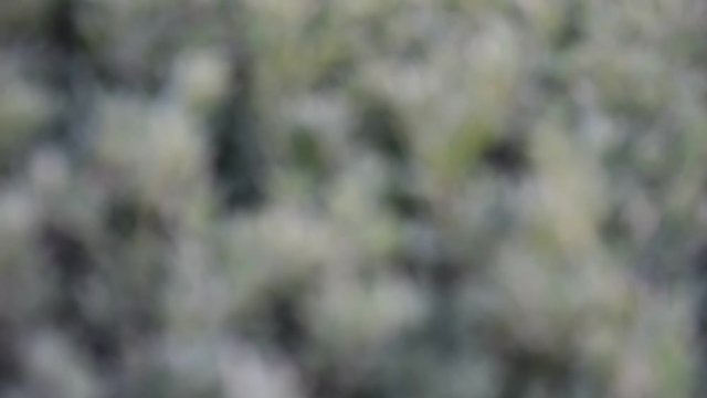 beautiful nature leves