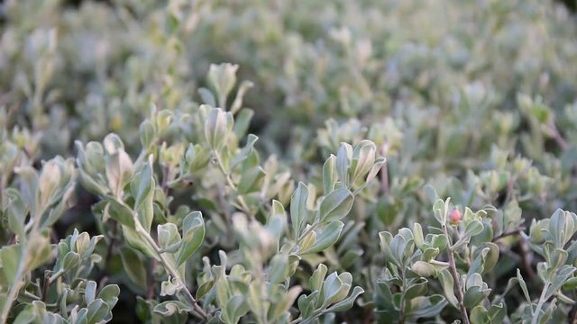 beautiful nature leves