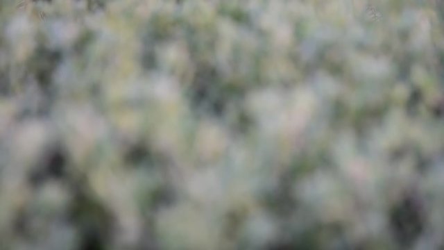 beautiful nature leves