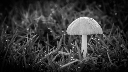 A translucent mushroom with raindrops glistening on the grass after rain.
