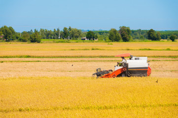 rice harvesting