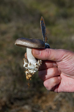 Sosteniendo con la mano Una Seta Amanita vaginata recien sacada del suelo con una navaja y dejando ver claramento la volva y el micelio necesarios para su identificaci&oacute;n