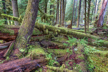 Rainforest at Olympic National Park near Sol Duc Hot Springs, Oregon Coast