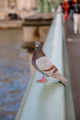 A Pigeon on Westminster Bridge