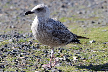 Möwe in Rotterdam
