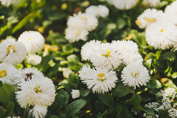 Obraz premium Fluffy white daisies in a Sunny meadow 8608.