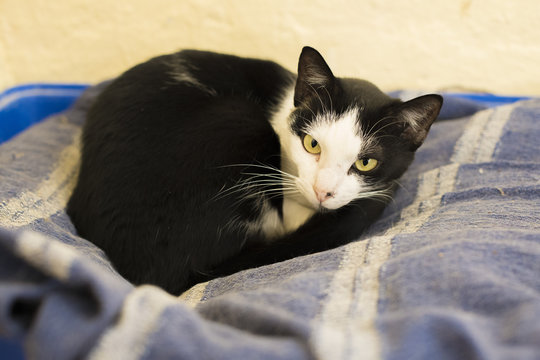 Gatita blanca y negra en protectora