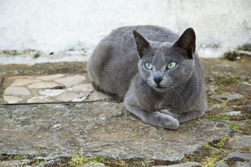 Gato ruso azul con ojos verdes
