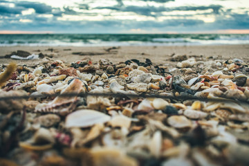 close up of seashells and pebbles washed ashore on a cool dark morning at the beach