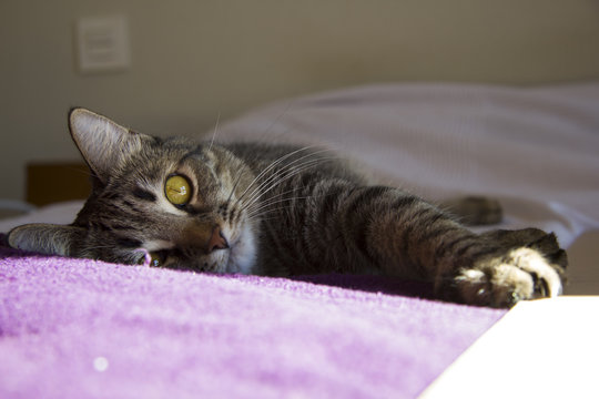 Gatita tumbada en la cama mirando a la c&aacute;mara