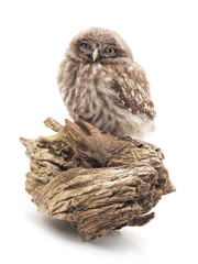Young owl.