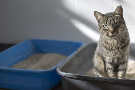 Gato atigrado en arenero
