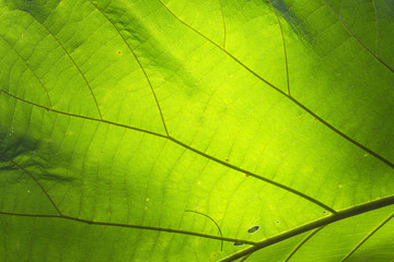 Leaf texture background for design with copy space for text or image. Leaf motifs that occurs natural.