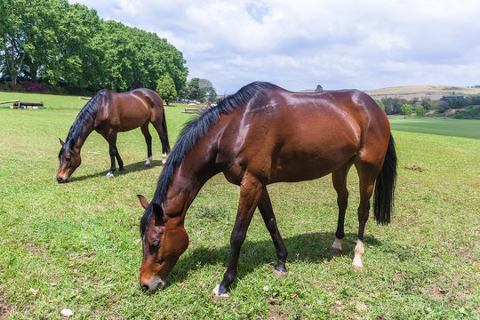 Horses Two Field Outdoors
