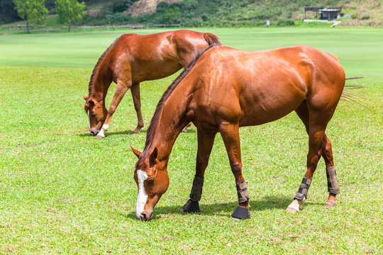 Horses Two Field Outdoors