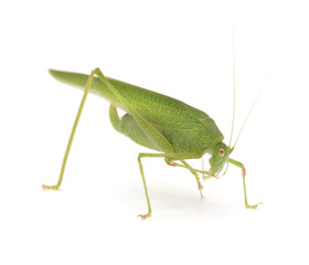 Green grasshopper.