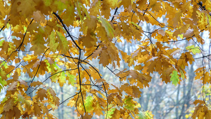 Yellow and a little green leaves